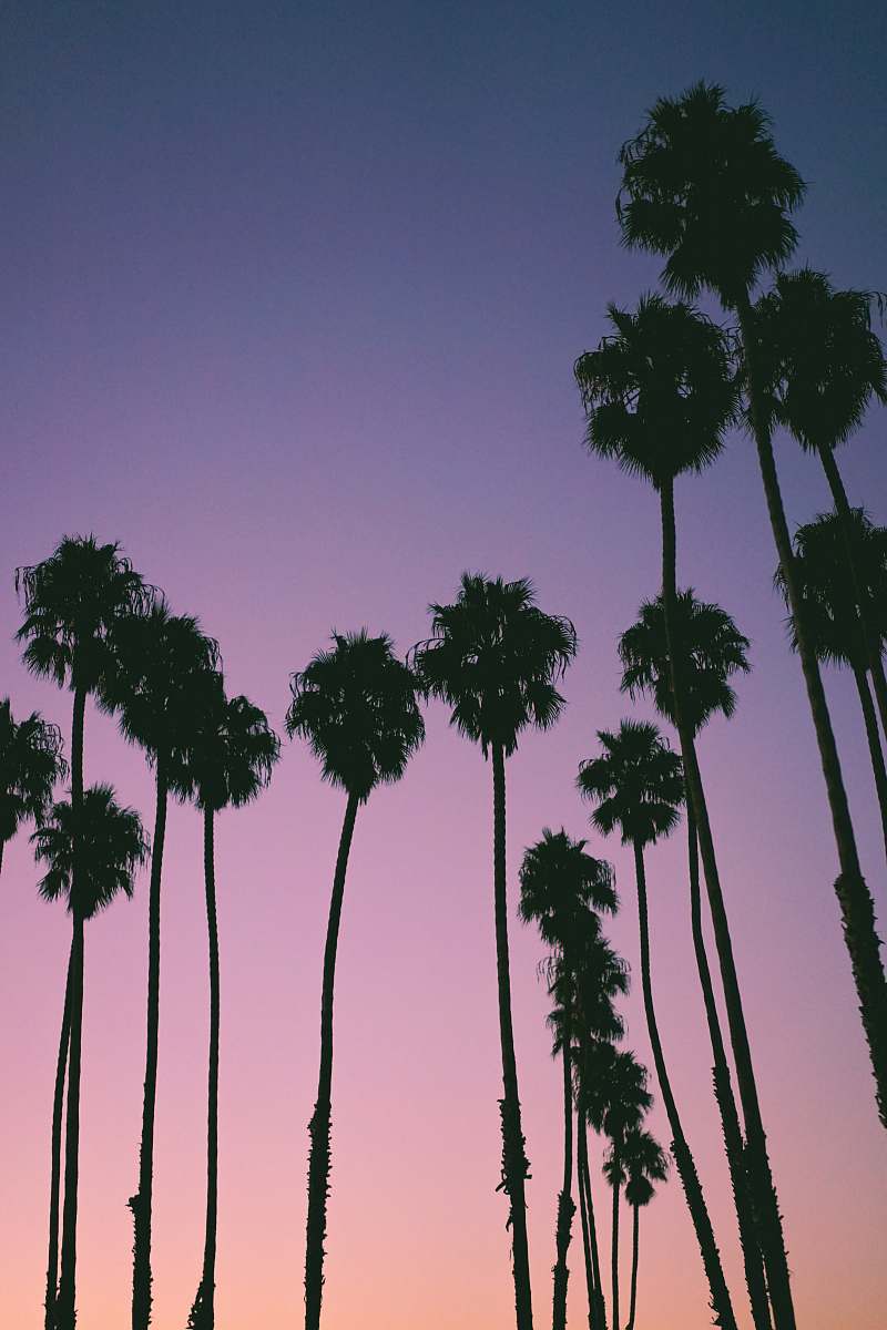 palm tree silhouette of trees during golden hour arecaceae